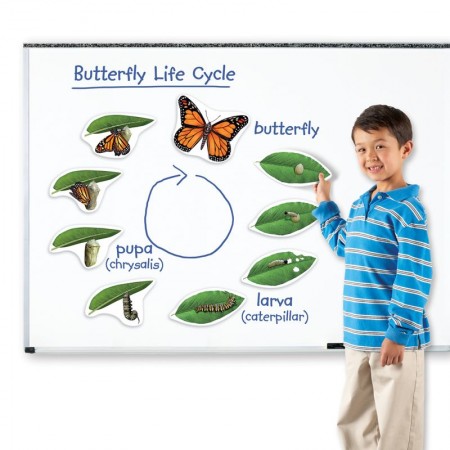 Жизненный цикл бабочки", магнитный (демонстрационный материал, 9 элементов)